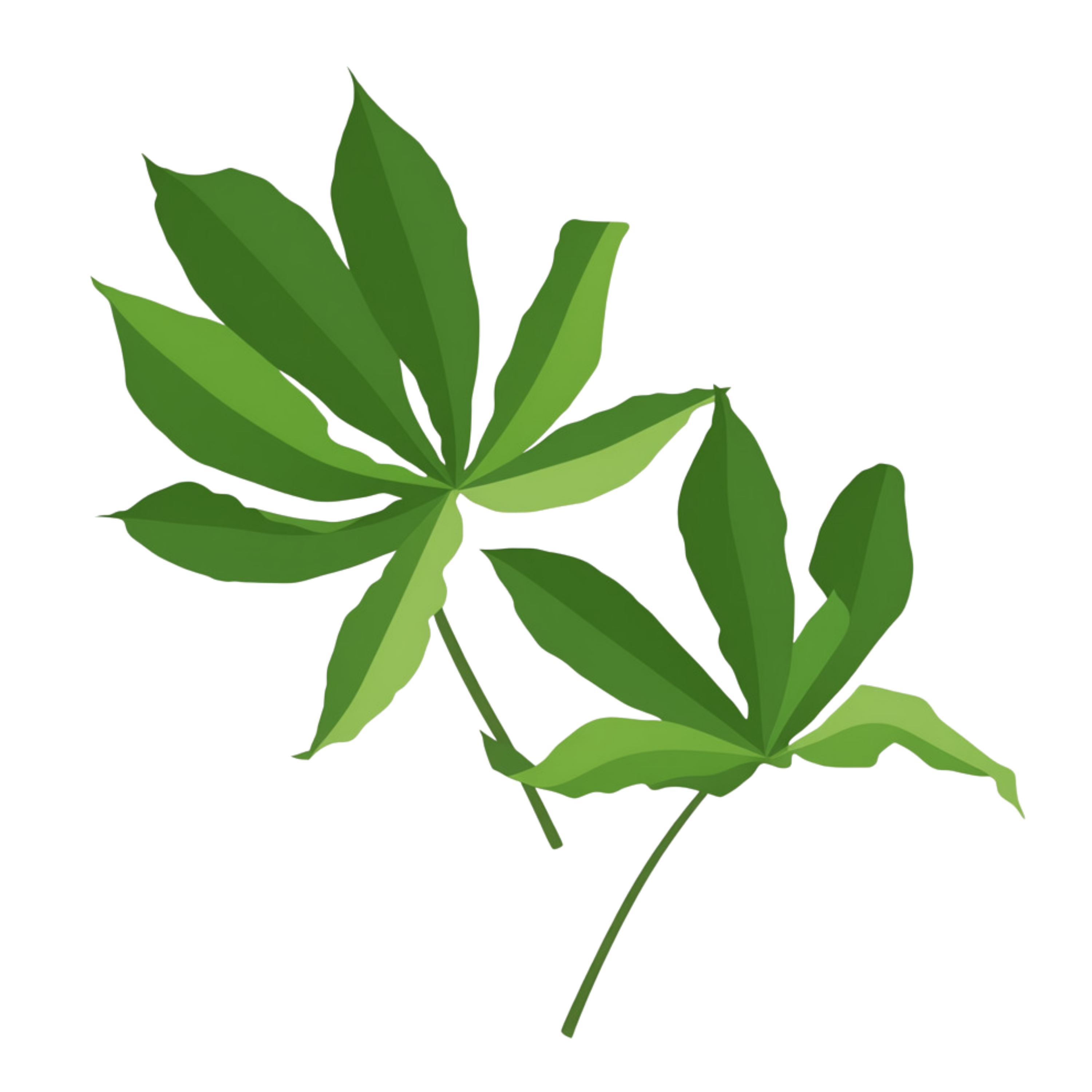 Daun Singkong